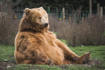 A brown bear sitting on grass.